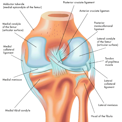 Detailed joint anatomy diagram showing cartilage, synovial fluid, and bone structure